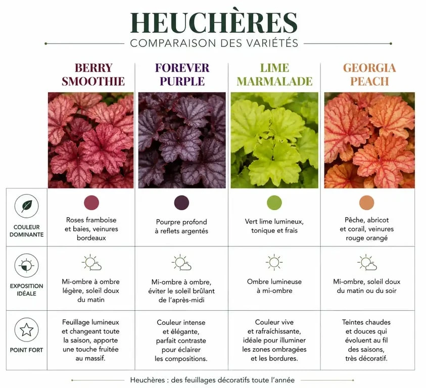 Infographie comparative des plus belles variétés d'heuchères pour le jardin