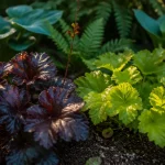 Les plus belles heuchères : feuillages noir-pourpre et vert chartreuse, au ras du sol