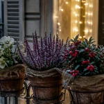 Plante de noel exterieur : hellébore, bruyère et gaulthéria en pots sur balcon givré