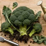 Brocoli potager : récolte avant floraison, tête verte compacte