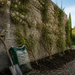 Plante pour cacher un mur : lierre et jasmin étoilé sur mur en parpaings