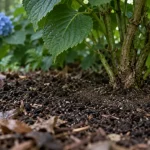 Que mettre au pied des hortensias : compost et paillage pour nourrir le sol et garder l’humidité