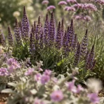 Vivaces violettes : couvre-sol mauve et épis de sauge dans un jardin au soleil
